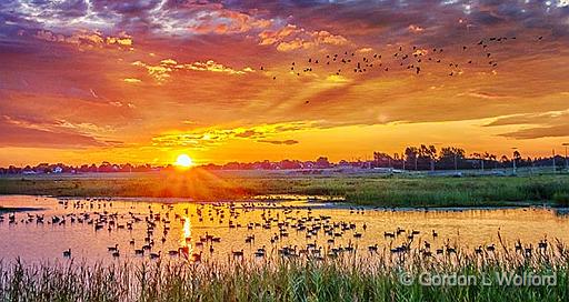 Geese In Air, Geese On Water At Sunrise_P1170579-80.jpg - Canada Geese (Branta canadensis) photographed near Lindsay, Ontario, Canada.